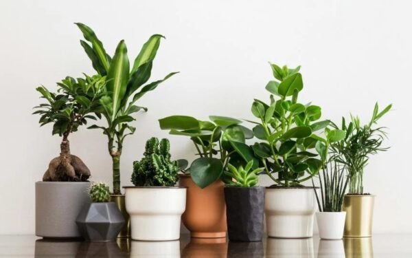 How to Keep Houseplants Alive With a Busy Schedule