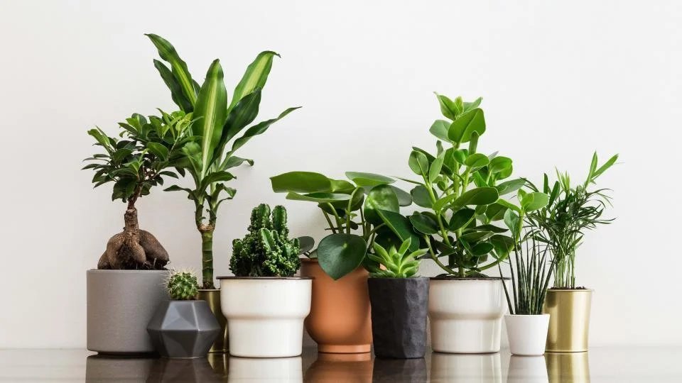 How to Keep Houseplants Alive With a Busy Schedule