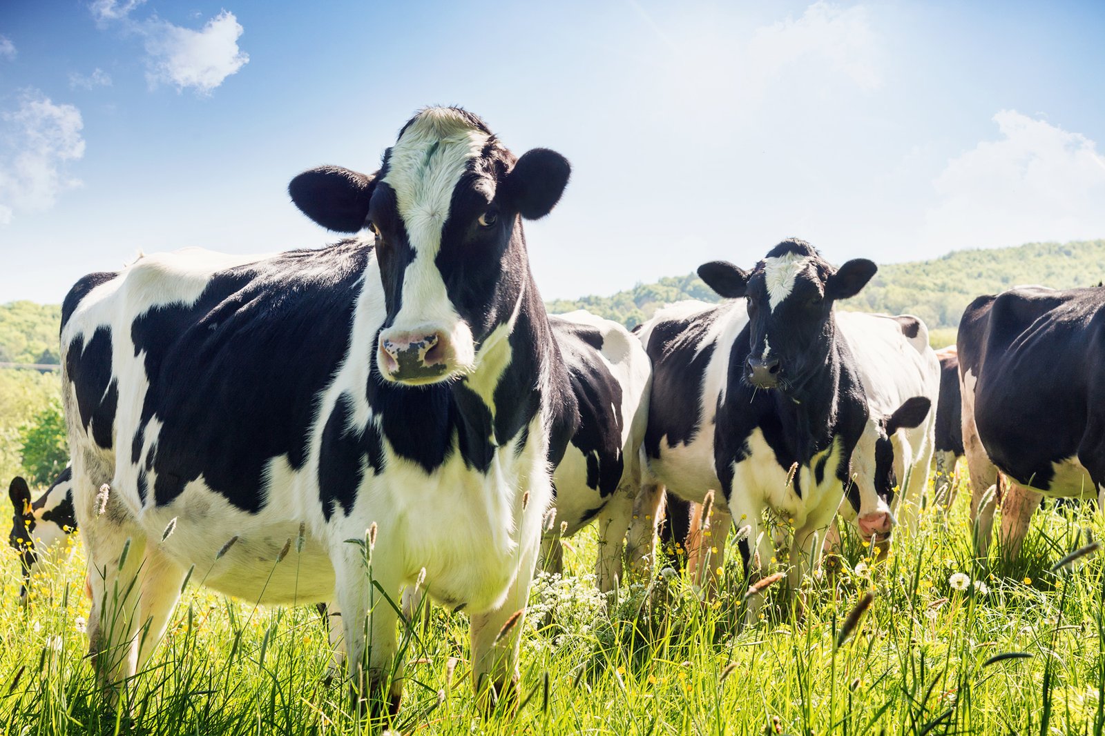 How Much does a Cow Cost? Average Price Guide (2026)