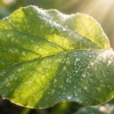 Photosynthesis Explained: How Plants Convert Sunlight to Energy