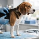 Is Your Pet Overweight? How to Tell and What to Do in Texas