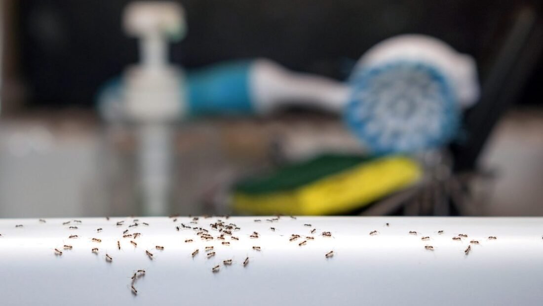 The Best Way to Get Rid of Ants in the Kitchen