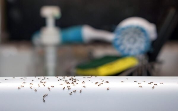 The Best Way to Get Rid of Ants in the Kitchen