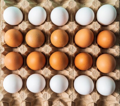 White vs Brown Eggs: What’s the Real Difference?